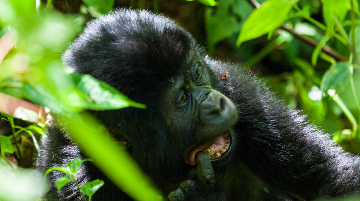 Preparing for a gorilla trekking safari