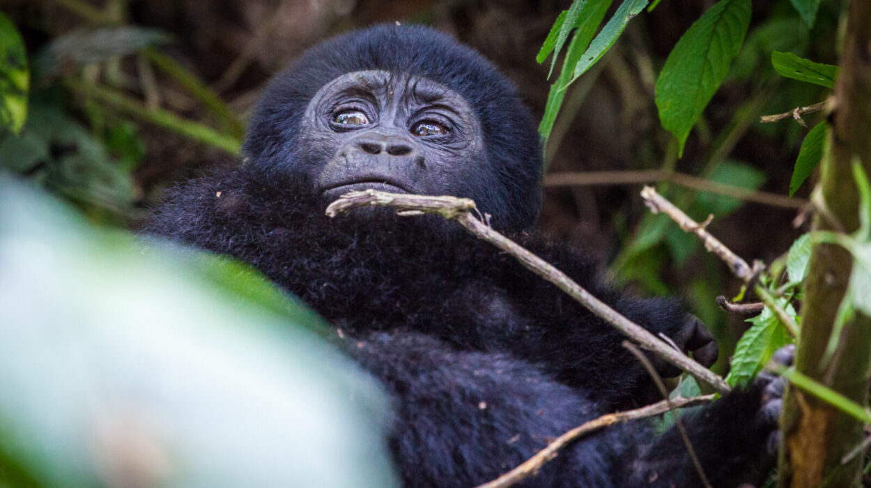 Africa Gorilla tracking for the first time
