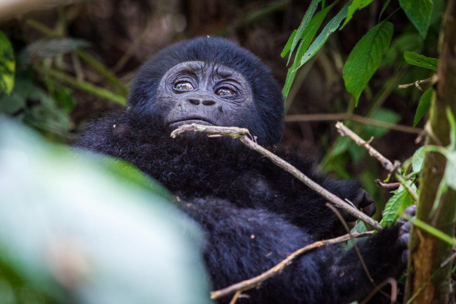 Africa Gorilla tracking for the first time