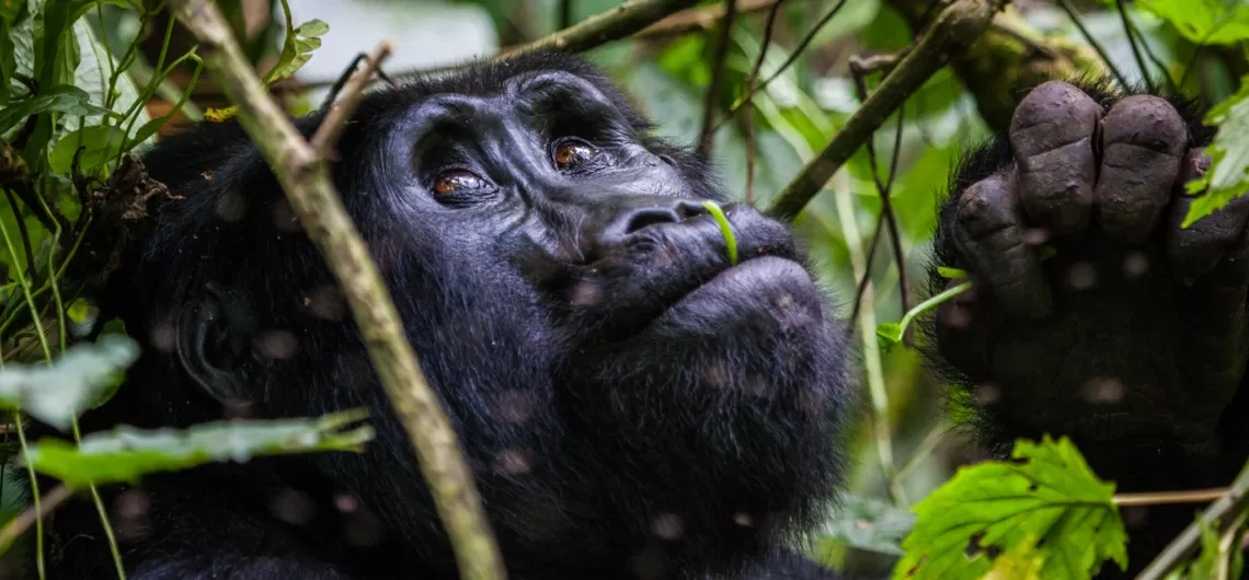 Gorilla Habituation Experience in Uganda.