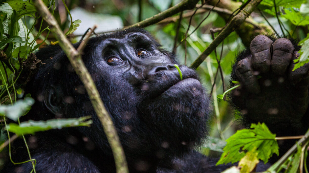 Gorilla Habituation Experience in Uganda.