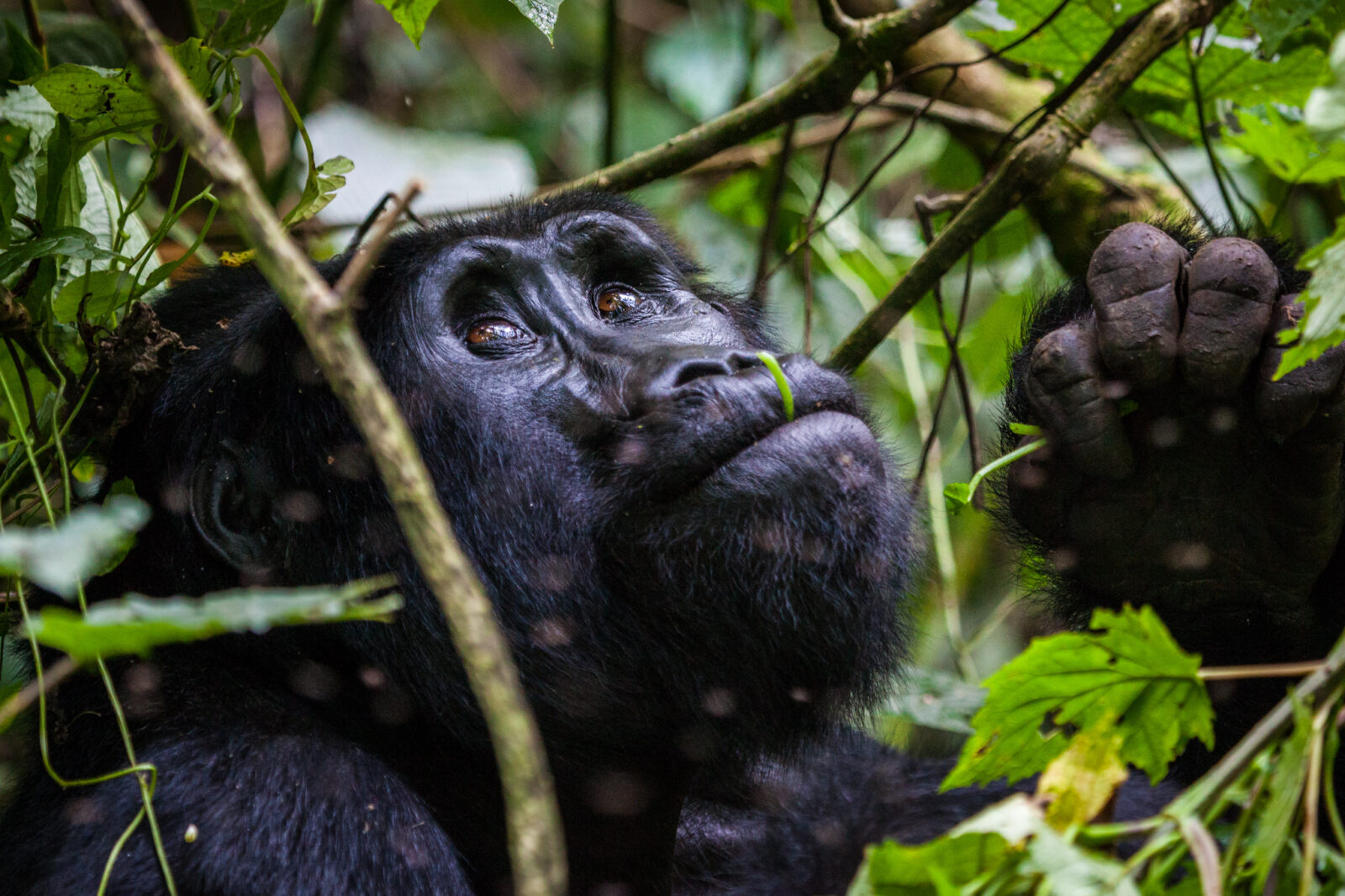 Gorilla Habituation Experience in Uganda.