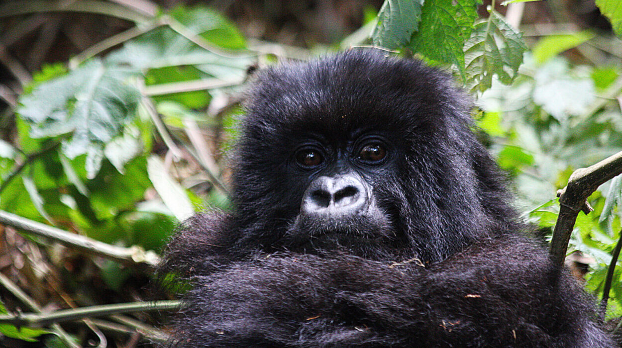 Gorilla habitation adventure in a group