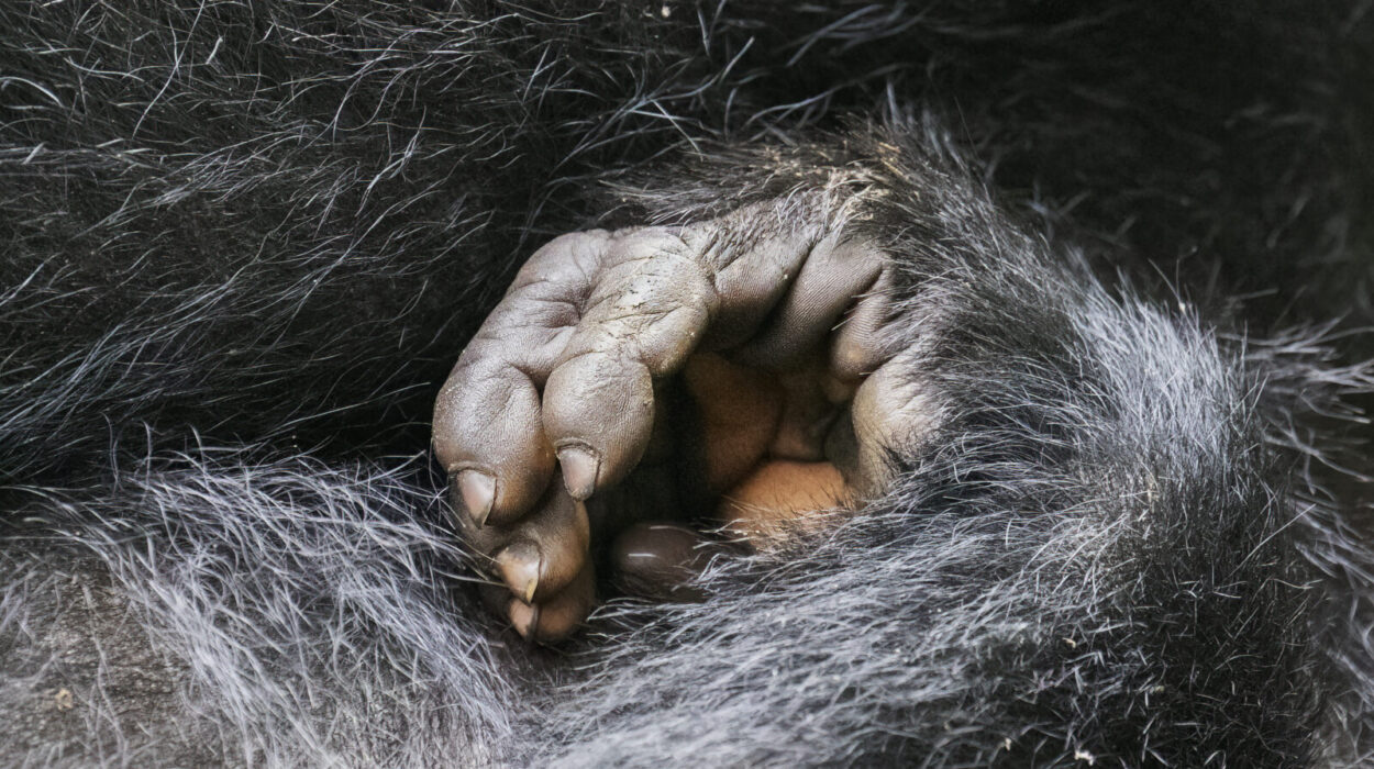 What to pack for gorilla trekking.