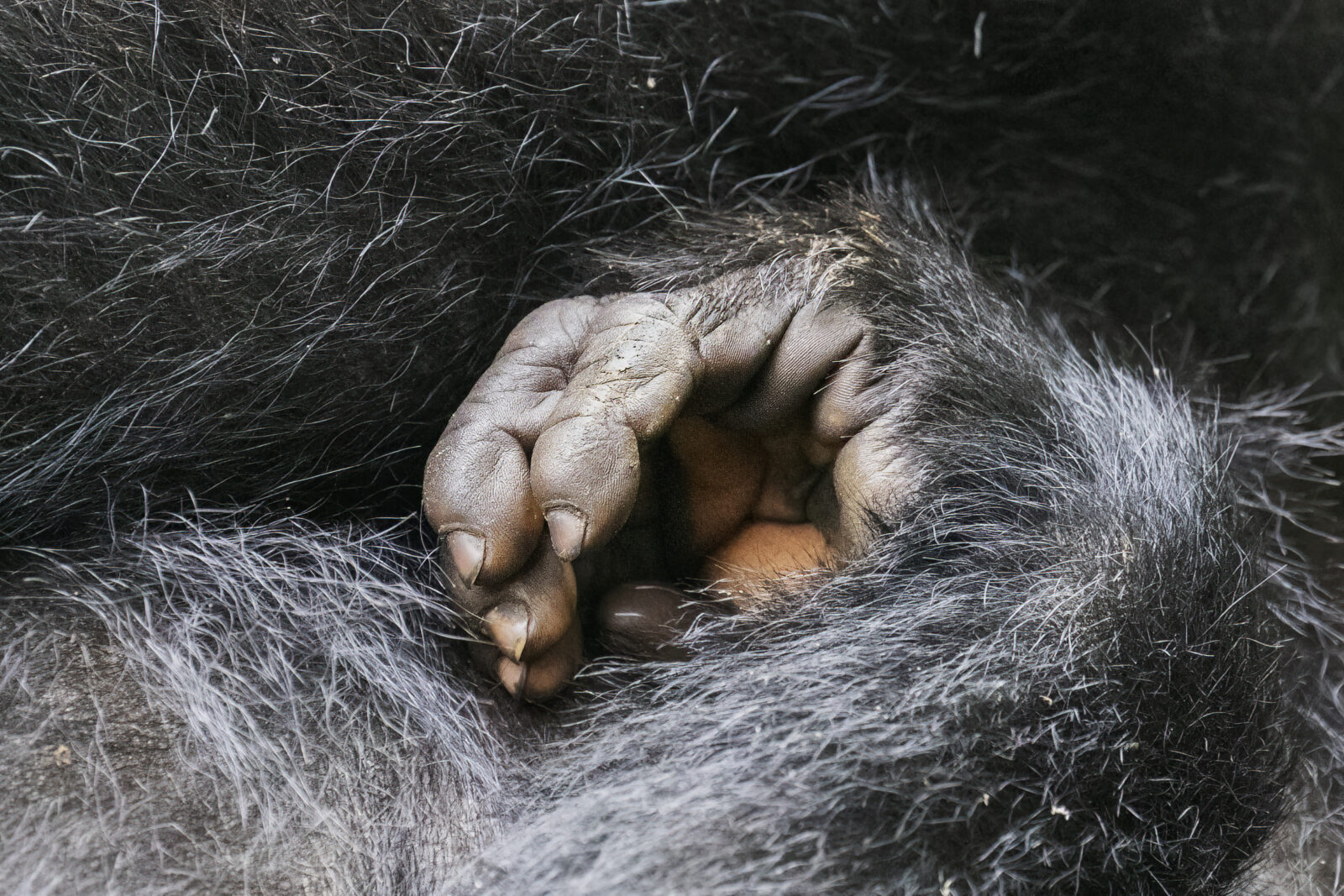 What to pack for gorilla trekking.