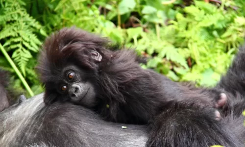 Rwanda gorilla trekking destinations