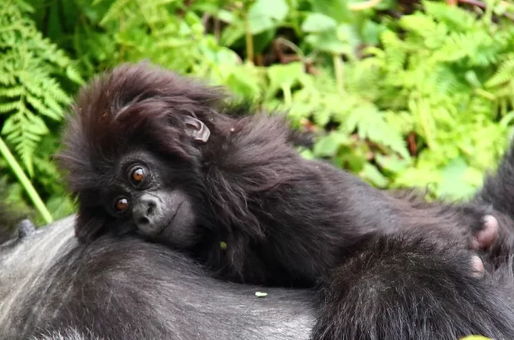 Rwanda gorilla trekking destinations