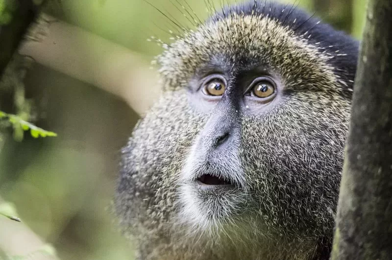 Gorilla trekking and Golden Monkey Tracking in Rwanda