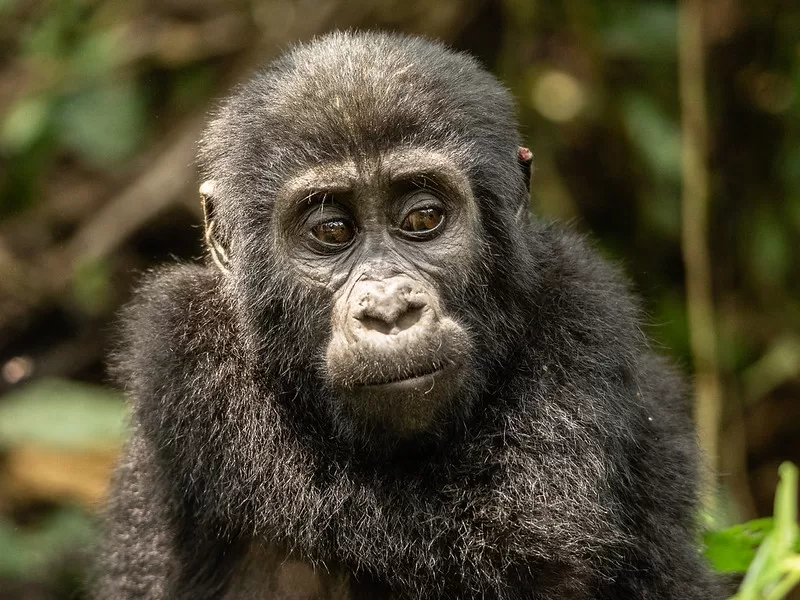 Tips for  Gorilla Trekking in Uganda Rwanda