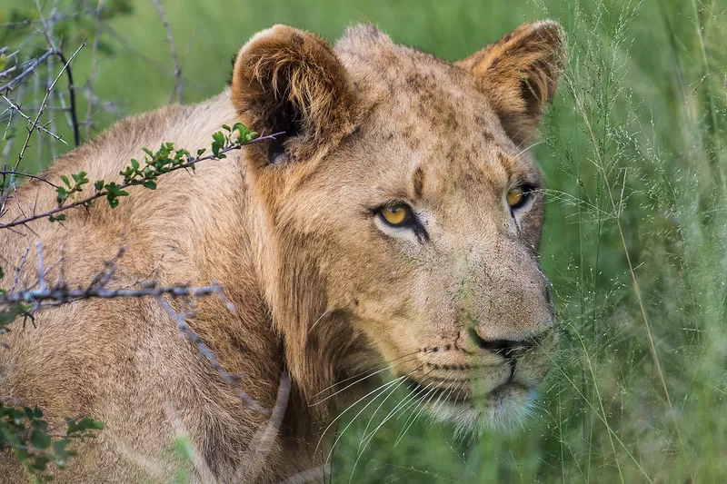 Big Game Safari Adventure in Uganda