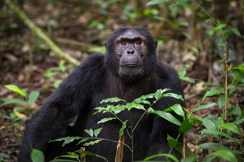Gorilla and Chimpanzee trekking in Uganda