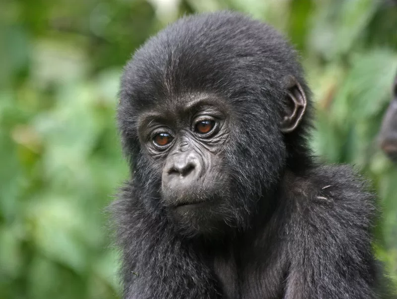 Gorilla trekking safaris for the First time
