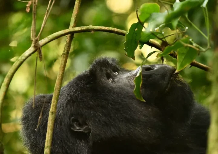 Gorilla Trekking and Wildlife Safaris in Uganda