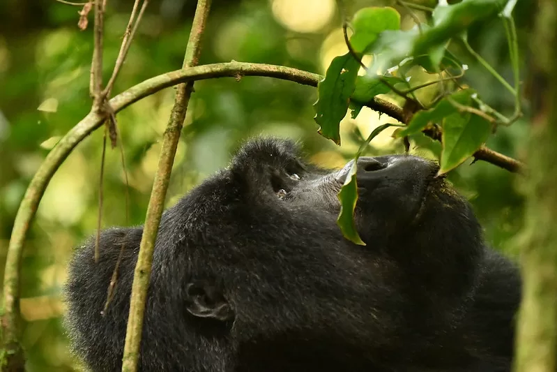 Gorilla Trekking and Wildlife Safaris in Uganda