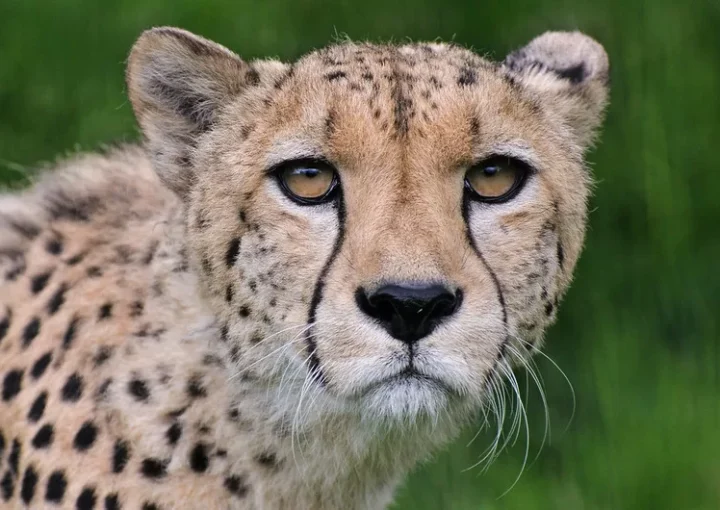 Top Destinations for Game and Wildlife Safaris in Uganda.