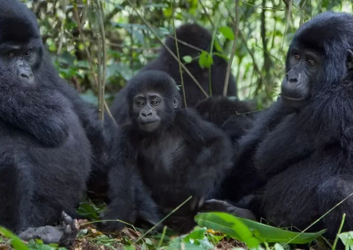 What is the Simplest Gorilla family to trek.