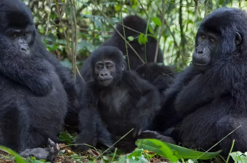 What is the Simplest Gorilla family to trek.