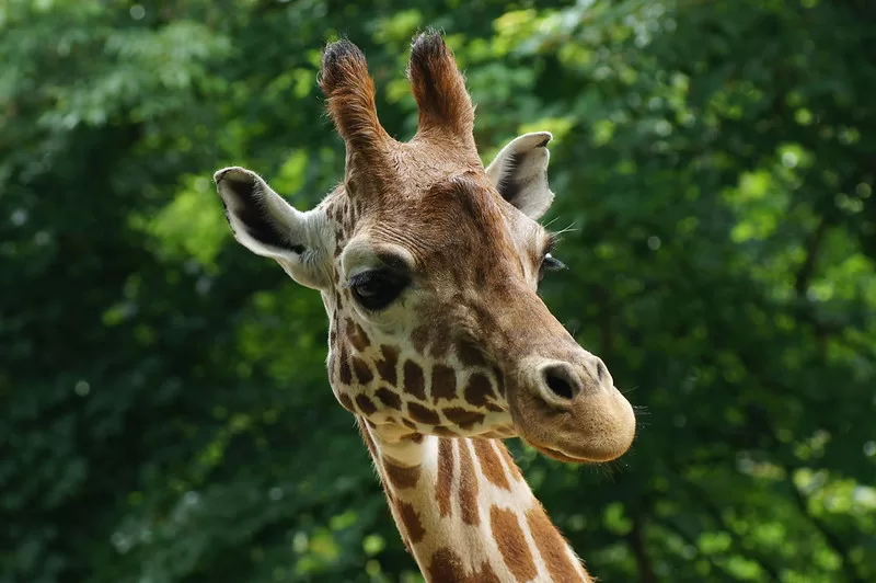 Other must-see big game animals in Uganda