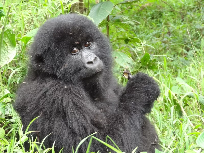 Detailed Guide to Gorilla Trekking