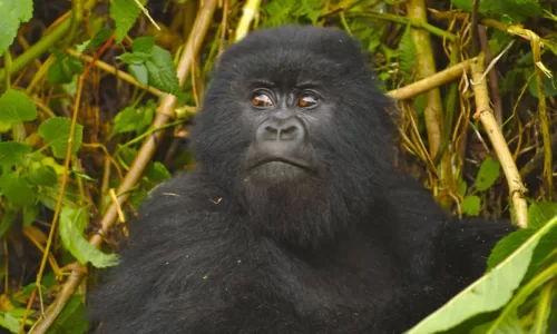 Gorilla families In Rwanda