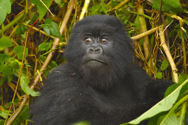 Gorilla families In Rwanda