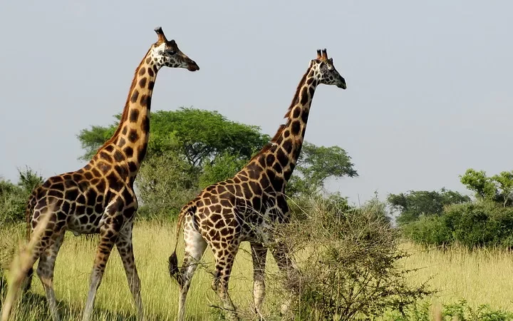 Honeymoon safari to Murchison