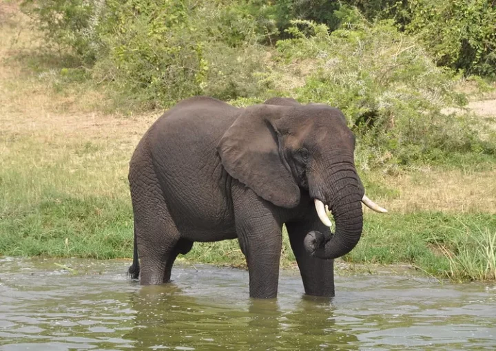 Top tourist activities in Queen Elizabeth National Park