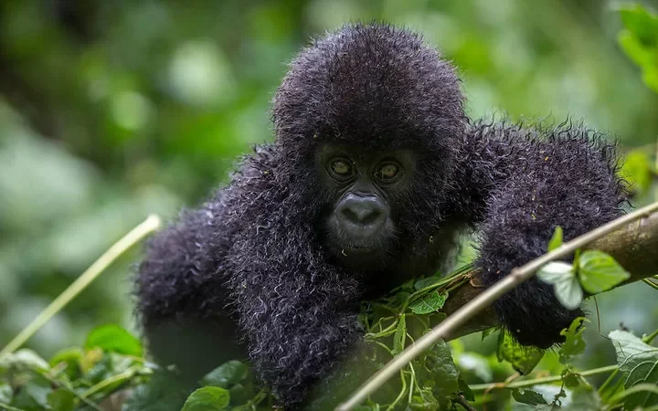 Questions Frequently asked about Gorilla Trekking