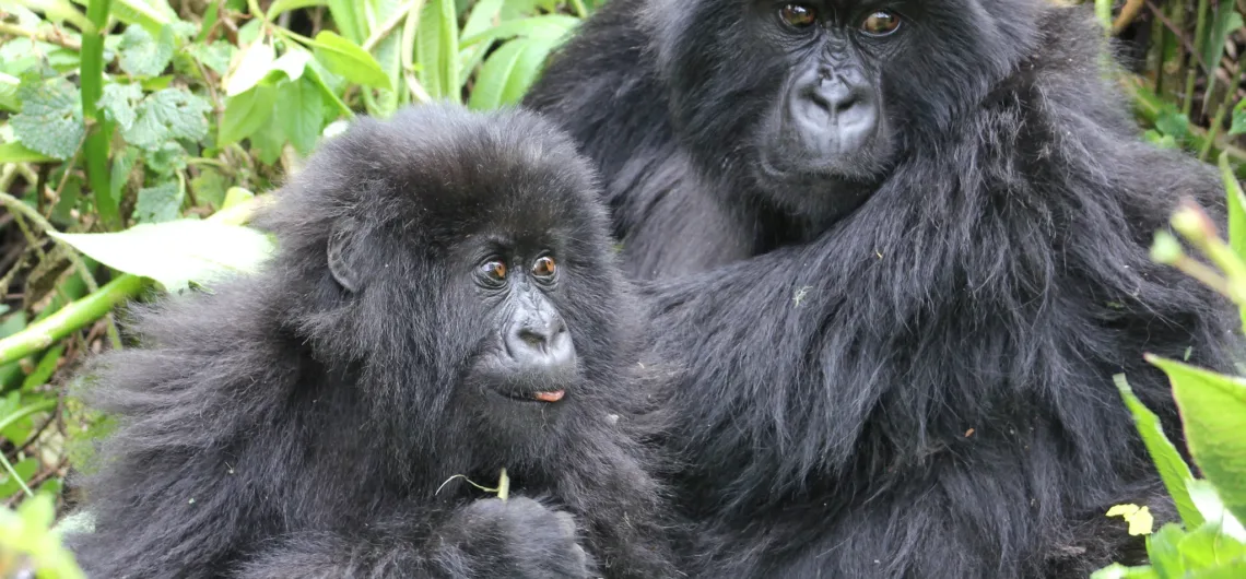 Best Destination for Gorilla Trekking Between Uganda and Rwanda