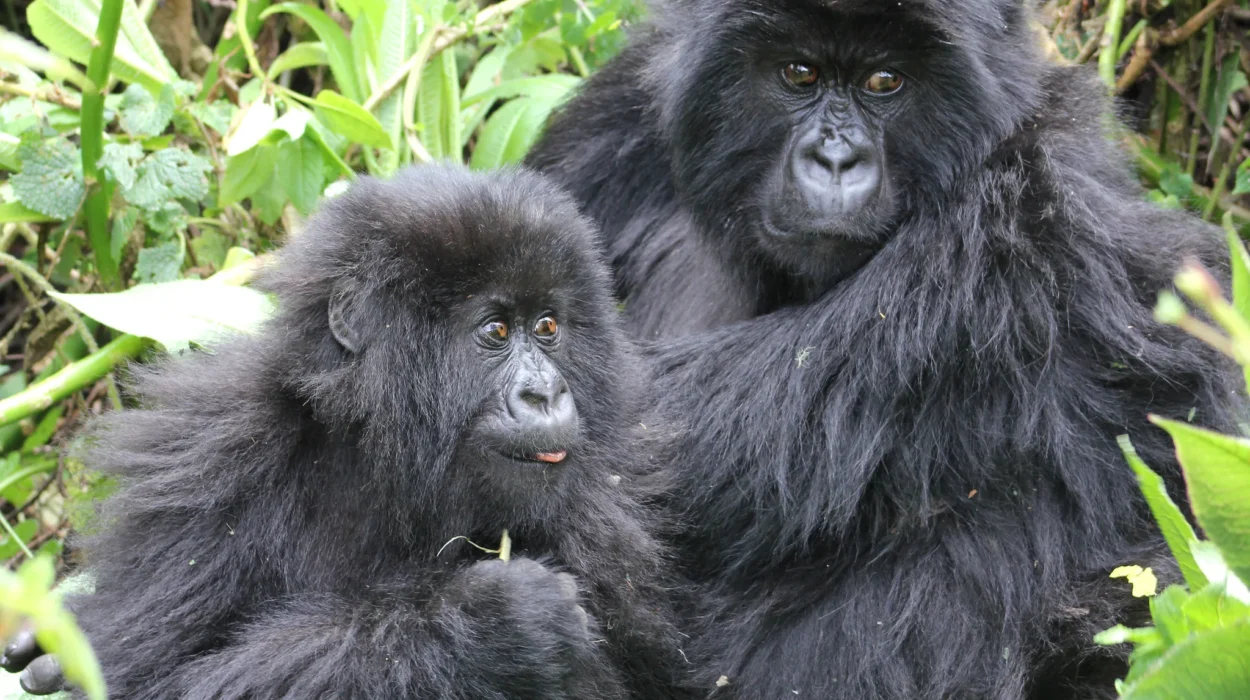 Best Destination for Gorilla Trekking Between Uganda and Rwanda