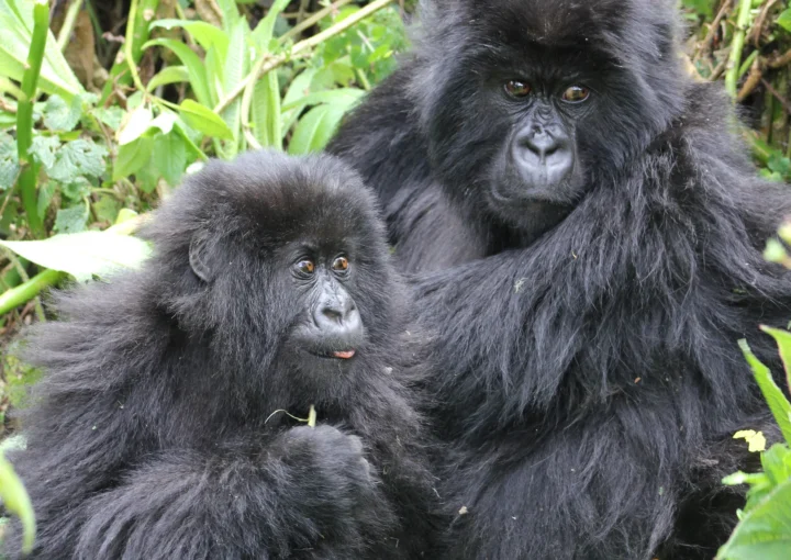 Best Destination for Gorilla Trekking Between Uganda and Rwanda