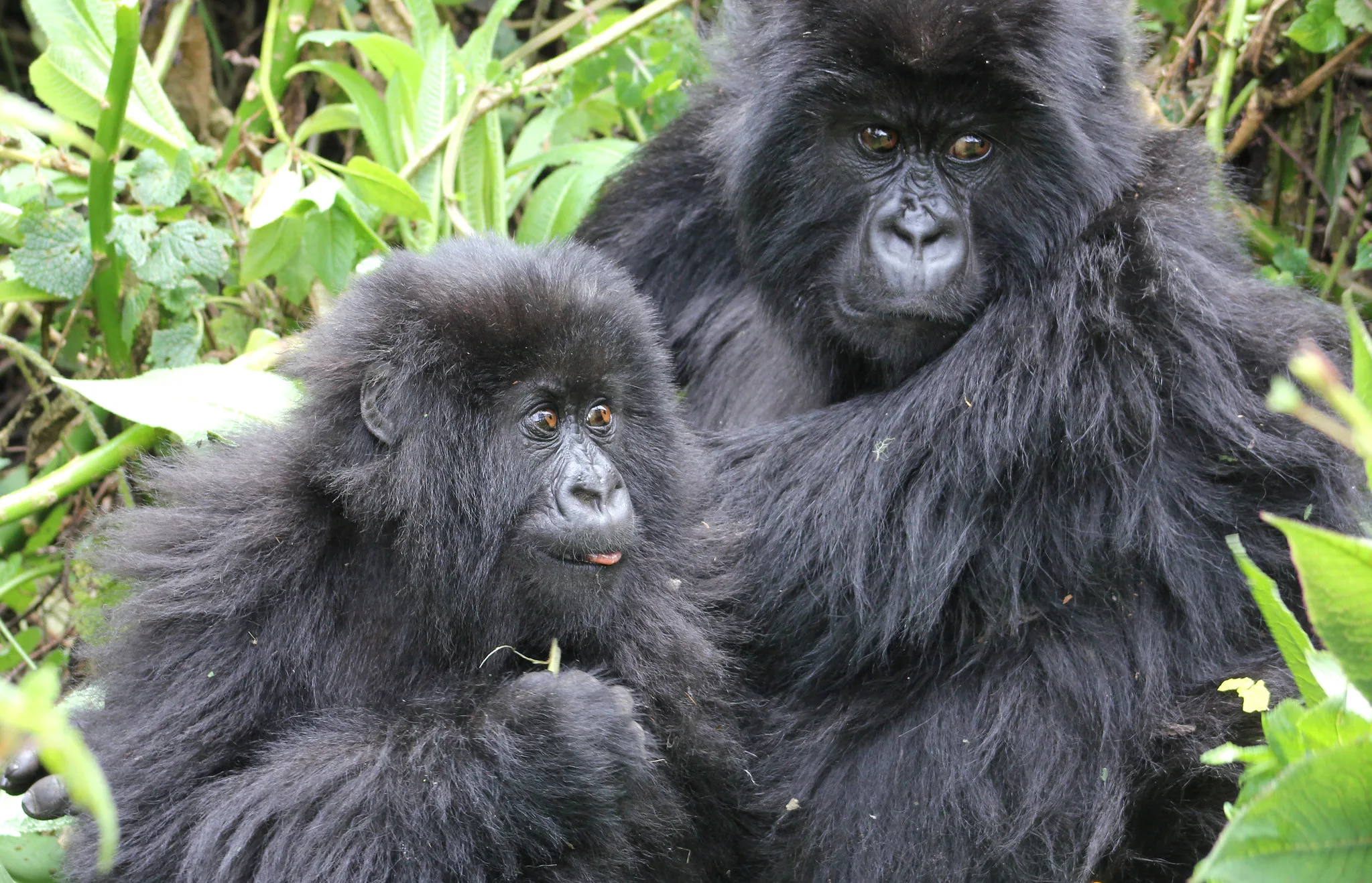 Best Destination for Gorilla Trekking Between Uganda and Rwanda
