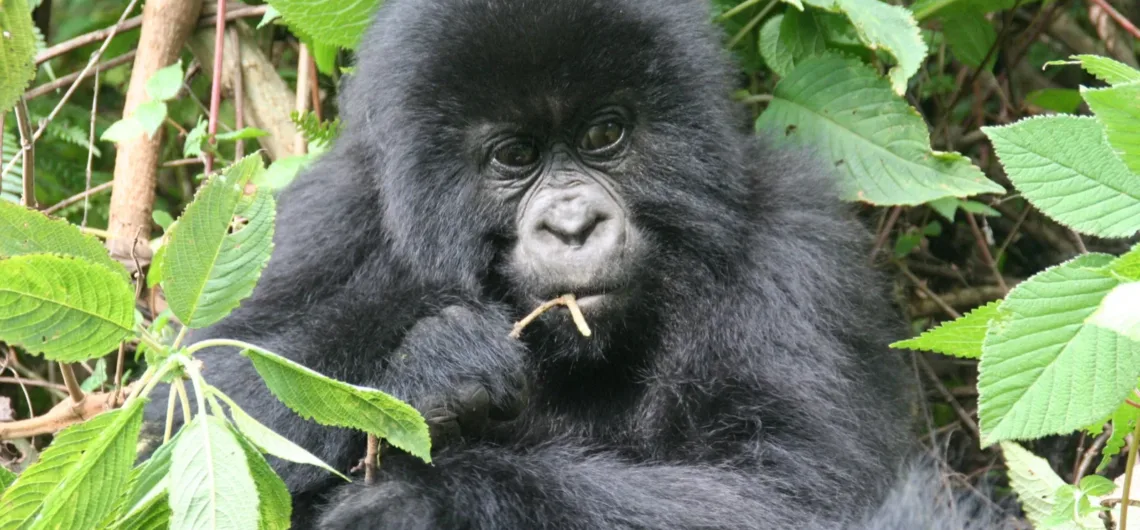 Gorillas in Uganda