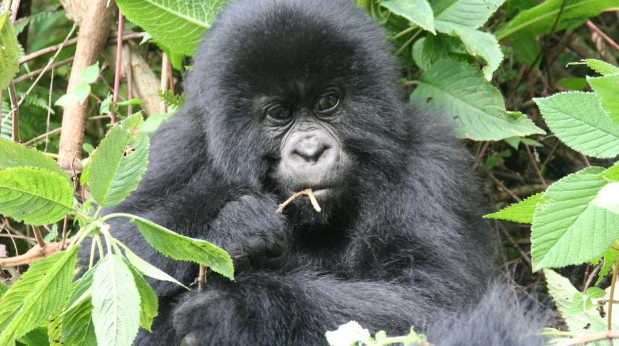 Gorillas in Uganda