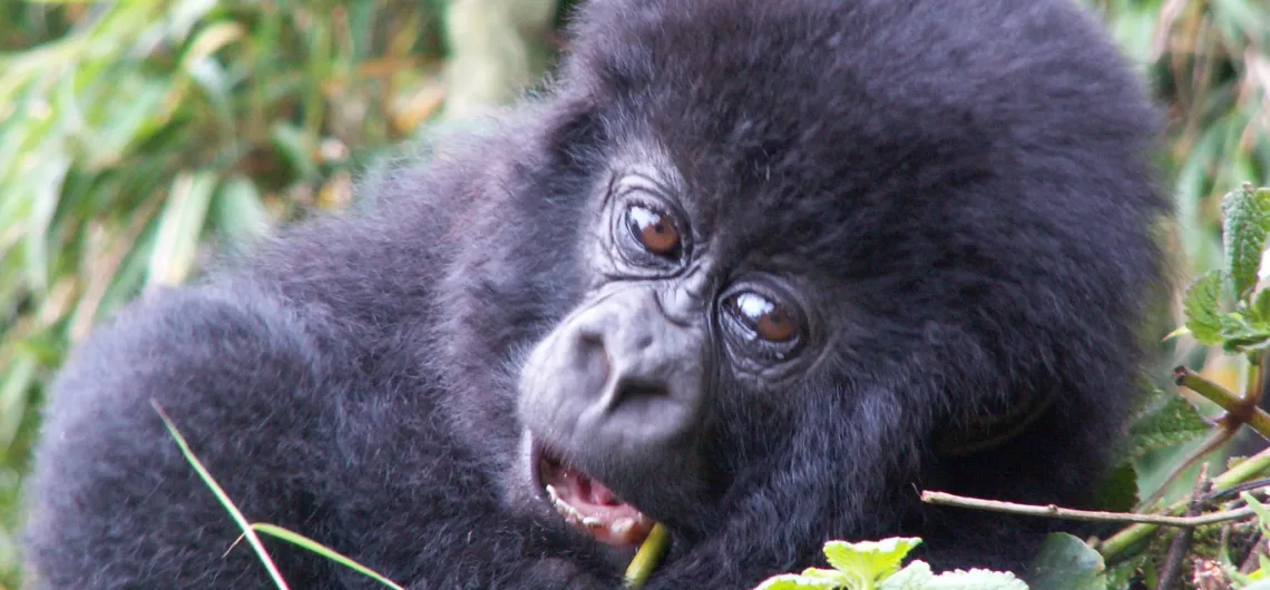 Gorillas in Bwindi Impenetrable National Park