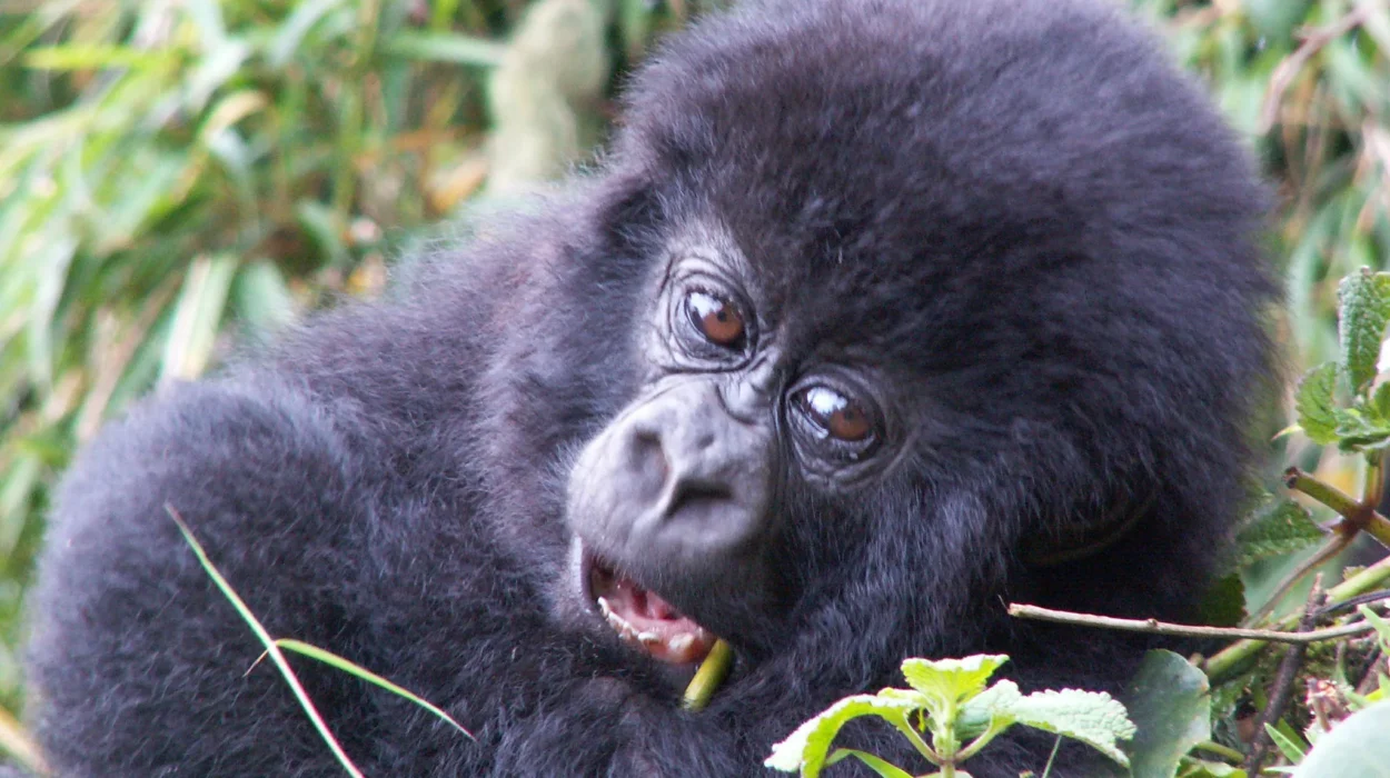 Gorillas in Bwindi Impenetrable National Park