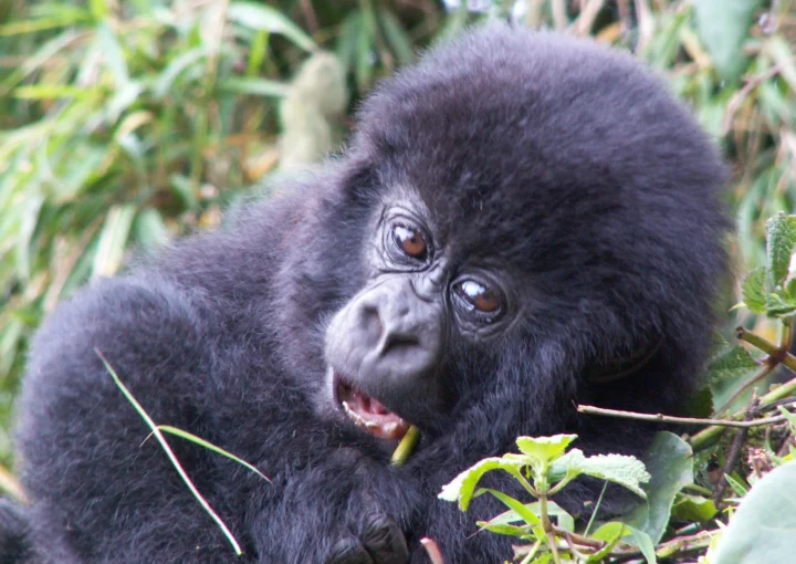 Gorillas in Bwindi Impenetrable National Park