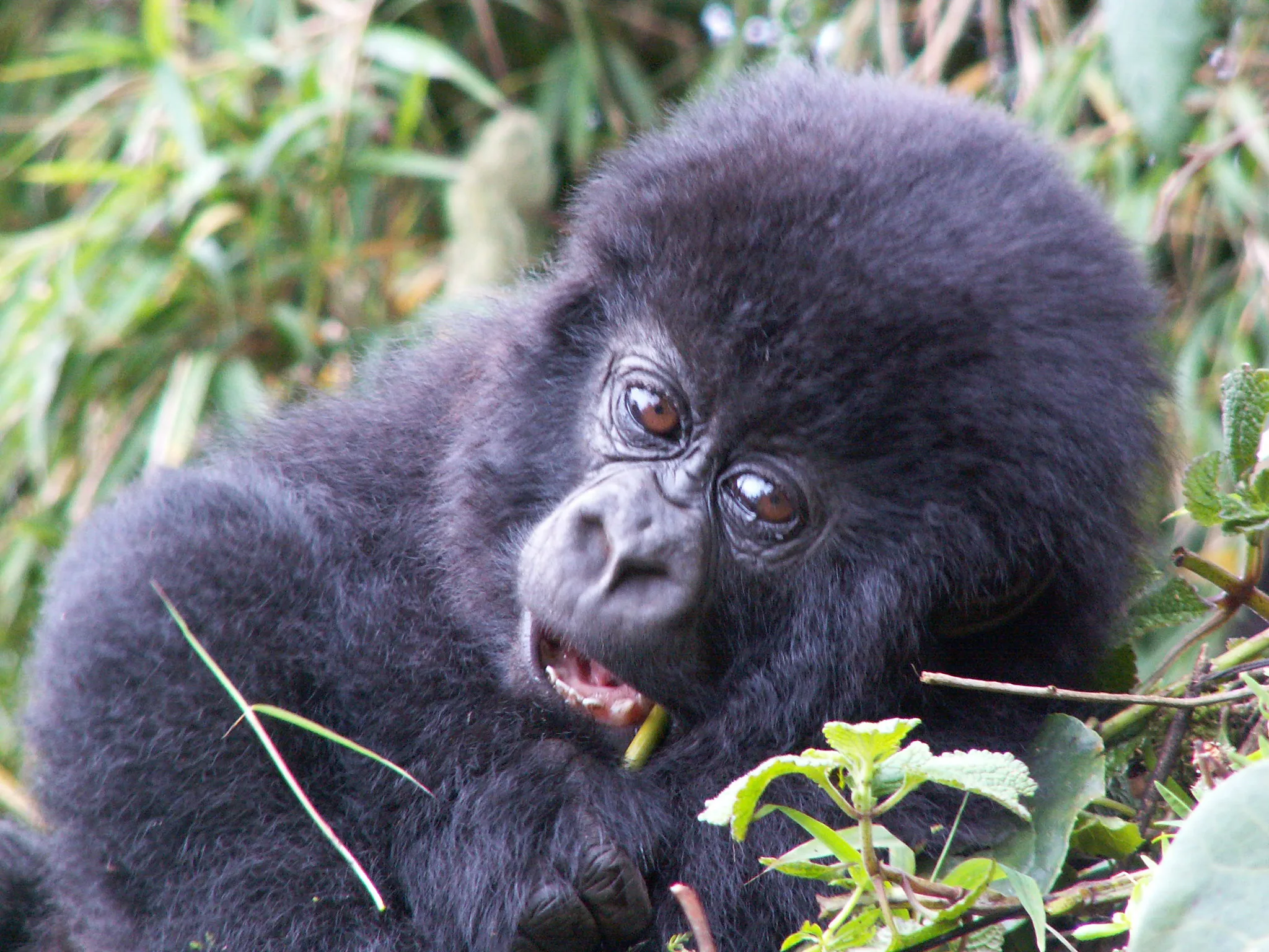 Gorillas in Bwindi Impenetrable National Park