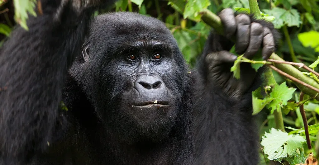 trekking Uganda gorillas in December