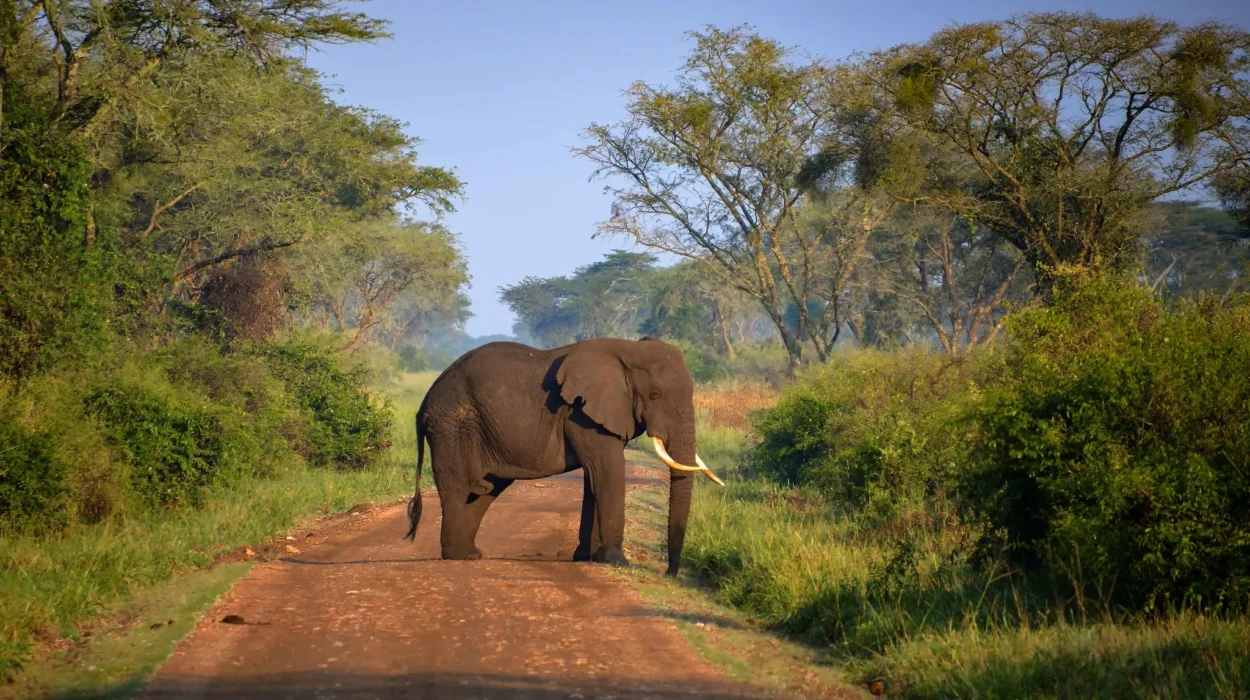 Packing for a safari to Uganda