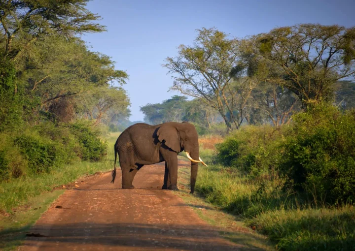 Packing for a safari to Uganda