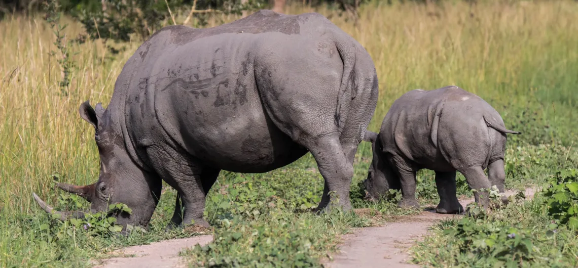 Short safari ideas in Uganda