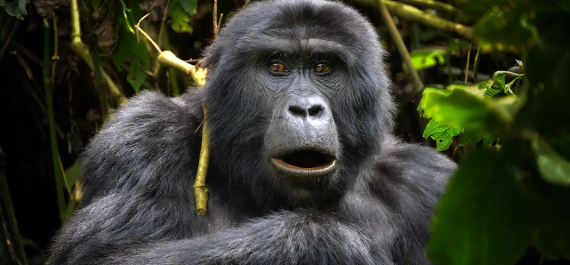 Uganda a Top Location for Gorilla Trekking