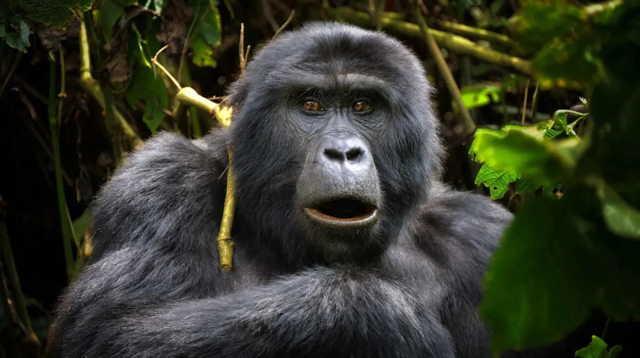 Uganda a Top Location for Gorilla Trekking