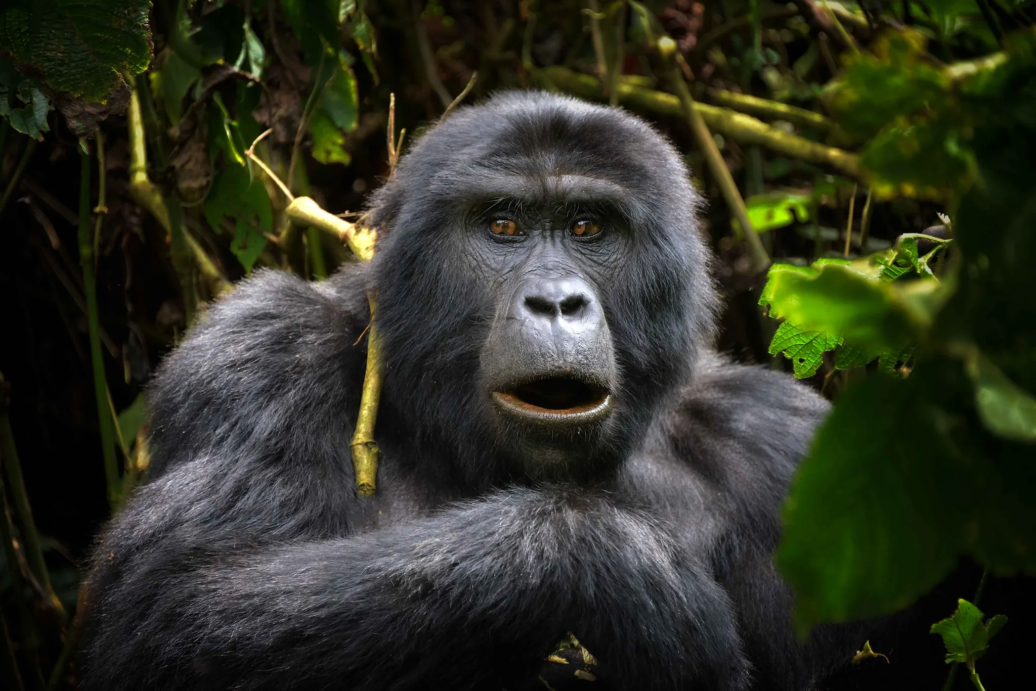 Uganda a Top Location for Gorilla Trekking