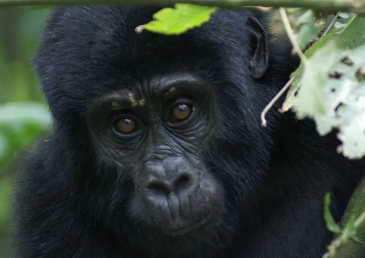 Gorilla trip to Buhoma