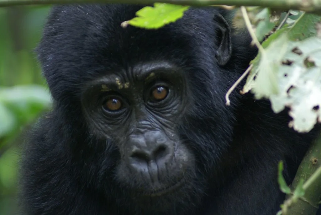 Gorilla trip to Buhoma