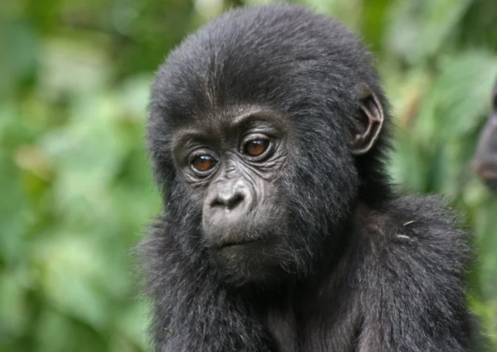 Planning a Gorilla Safari in Advance