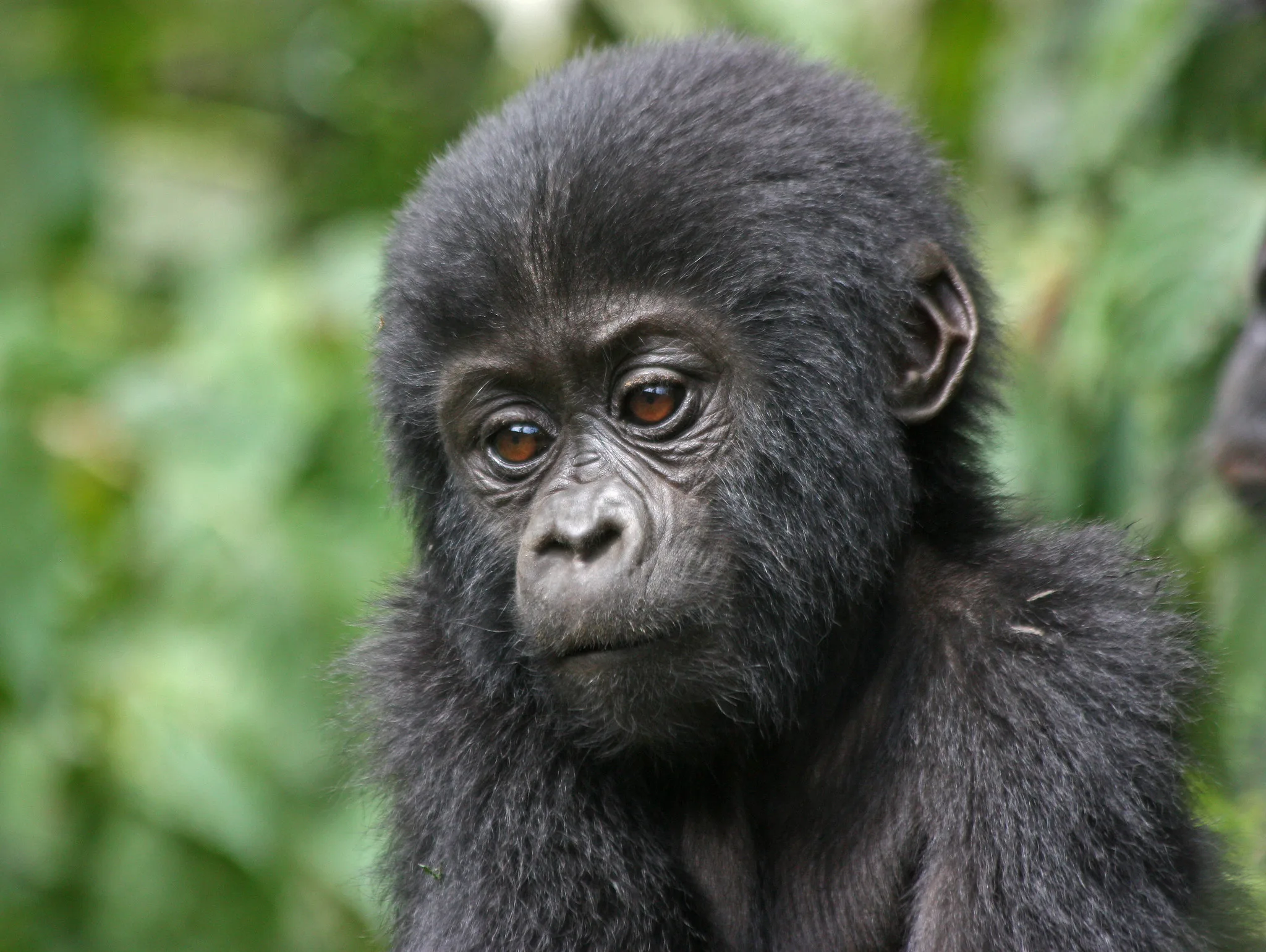 Planning a Gorilla Safari in Advance