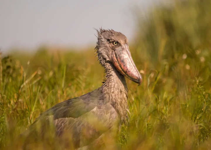 Things to Do in Entebbe